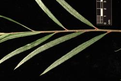 Salix exigua. Upper leaf surfaces.
 Image: D. Glenny © Landcare Research 2020 CC BY 4.0